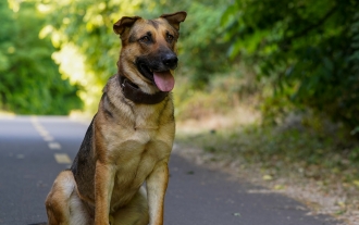 Dog Barking and the Neighbors